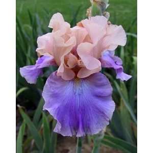    Iris g. Poem of Ecstasy   Bearded Iris Patio, Lawn & Garden