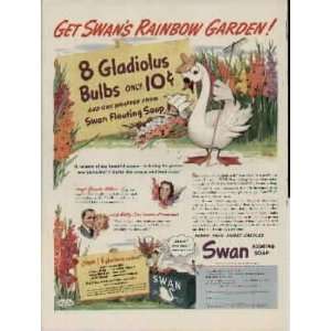  Get SWANS Rainbow Garden 8 Gladiolus Bulbs only 10 