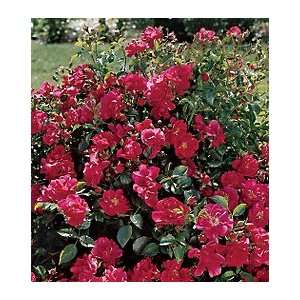  Roseberry Blanket Groundcover Rose Patio, Lawn & Garden