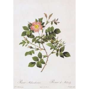  Malmedy Rose Redoute Vintage Botanical Art MOUSE PAD 