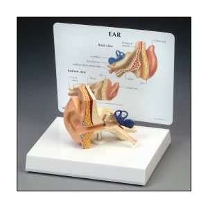 Anatomical Chart Company   Life Size Ear Model  Industrial 