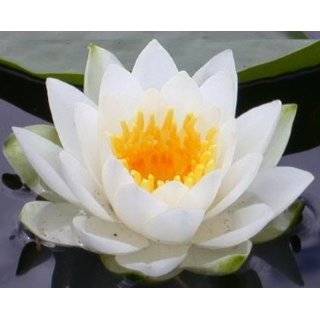   Water Lily / Lily Pad / Asian Water Lotus) Nymphaea Ampla Flower Seeds