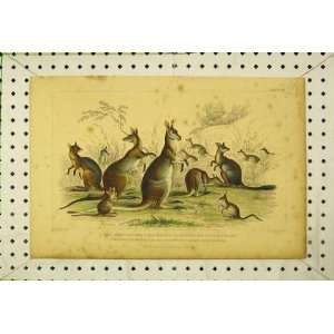   C1850 Lord Derby Kangaroo Rabbit Eared Perameles Print