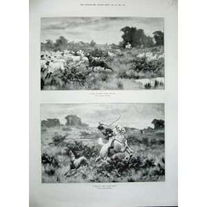  1896 Lamb Sheep Dog Horses Man Whip Country Berkeley