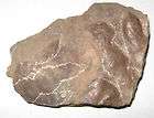   FOSSIL ROCK TRIASSIC AGE 1803 250 MILLION YEAR OLD GRANBY MASS