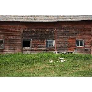 Flock of Geese Walking by Old Barn   Peel and Stick Wall Decal by 