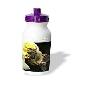   Photography   Insects Honey Bee   Water Bottles