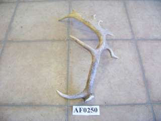 antler from fallow deer shed wildlife animal AF0250  