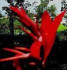 red canna lily  