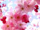 cherry blossom tree  