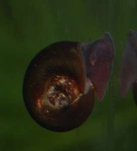 LIVE ~ Tropical Fish ~ 20+ Brown RAMSHORN SNAILS  