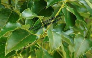 Camphor Tree seed Cinnamomum camphora Tropical Seeds  