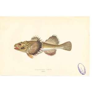  Fish C1880 H/C Natural History Horned Cottus