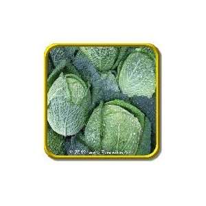  1 Lb   Cabbage Seeds   Savoy Bulk Vegetable Seeds: Patio 