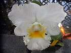 fragrant cattleya orchid  