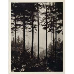  1927 Pine Trees Woods Mount Tabor Oregon E. O. Hoppe 