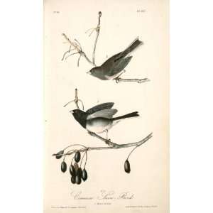   John James Audubon   32 x 54 inches   Common Snow Bird. 1. Male. 2