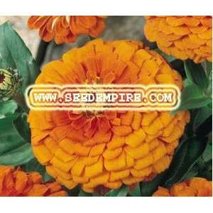  ZINNIA ORANGE KING Zinnia Elegans     50,000 Flower Seeds 