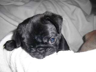 This Is Our New Female Black Baby Pug born June 2009