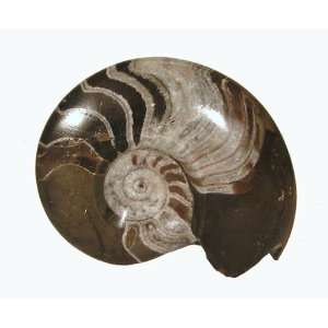Ammonite Fossil Polished Healing Stone Naga Land Tibet Sacred Stones 