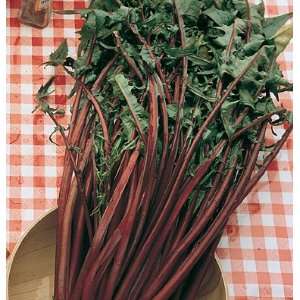  Davids Non Hybrid Italian Type Chicory Red Rib (Cichorium 