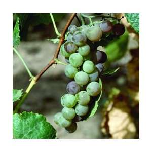  Himrod Seedless Grape Plant   Good for Drying Patio, Lawn 