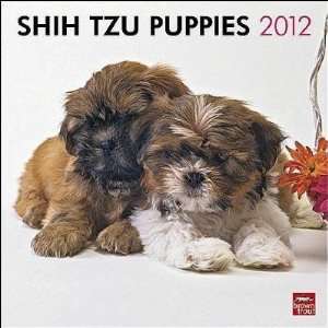  Shih Tzu Puppies 2012 Wall Calendar 12 X 12 Office 