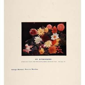   Autochrome Flowers Mums Narcissus   Original Print: Home & Kitchen