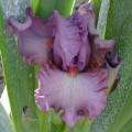 DESIGNER LABEL (Ghio 2003) Tall Bearded Iris, 36  40, blooms in Mid 