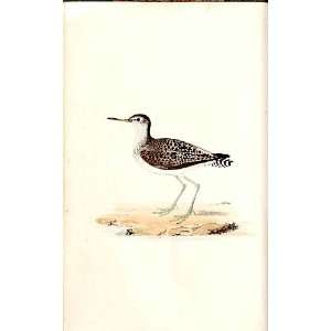  Wood Sandpiper Meyer H/C Birds 1842 50