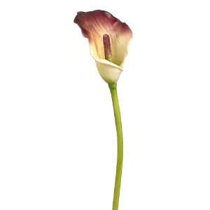  20 Small Calla Lily Plum Yellow (Pack of 12): Patio, Lawn 
