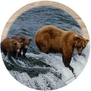    Brown Bear and Cubs Drink Coasters   Style TSUP1