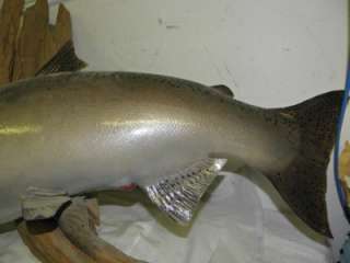 Taxidermy Fish Huge 40 Long 25 Around Mounted Salmon  