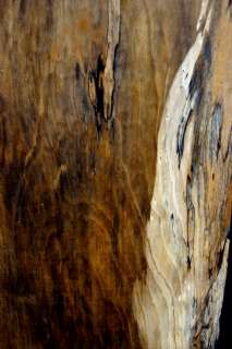 Spalted Figure Sycamore Lumber Bench Top Slab 4579  