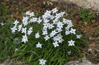   Ipheon uniflore, abondance de fleurs blanches,15 bulbes