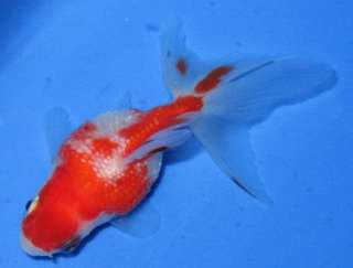   Gold fish 2.5 Red & White Ryukin Freshwater Aquarium foru  