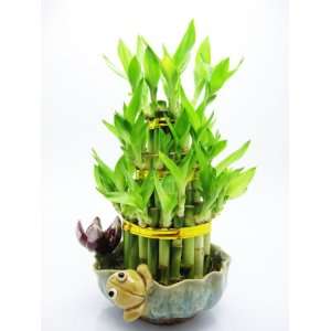 9GreenBox   Live 3 Layer Cake Lucky Bamboo Plant Arrangement w/ Frog 