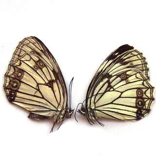 PAIR Satyridae unmounted butterfly Melanargia halimede  