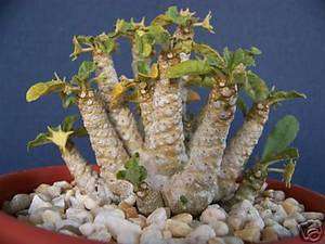 Dorstenia sp exotic rare succulents seed cacti 10 SEEDS  