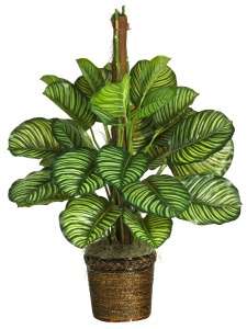 43 Calathea SILK PALM Floor PLANT REAL TOUCH New  