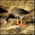 Bigfoot Canada Goose Feeder Decoy LAWN ORNAMENT GARDEN DECOR items in 