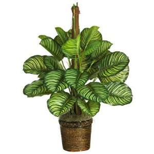   Natural 43 inch Calathea Silk Plant (Real Touch)