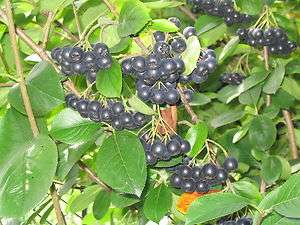   Shrub, Aronia melanocarpa, Seeds (Edible Fruit, Fall Colors)  