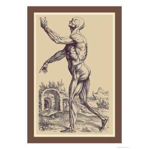   Muscles Giclee Poster Print by Andreas Vesalius, 9x12: Home & Kitchen