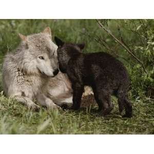  Nine Week Old Gray Wolf Pup, Canis Lupus, Approaches a 