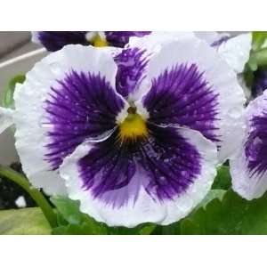  Jades Jewel Pansy Seed Pack: Patio, Lawn & Garden