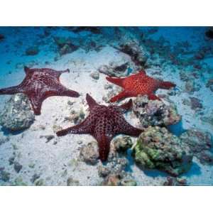  Sea Stars, Hood Island, Galapagos Islands, Ecuador 