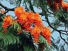 Colvillea Racemosa Tree 15 Seeds ~ Rich Orange Blooms
