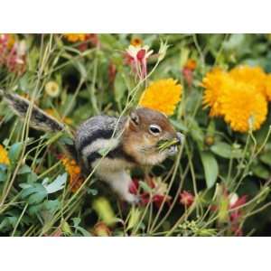  A Golden Mantled Ground Squirrel Nibbles a Meal Amidst 