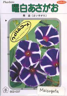 Japanese Morning Glory Seeds Youjiro Maisugata Purple  